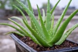 Aloe Barbadensis